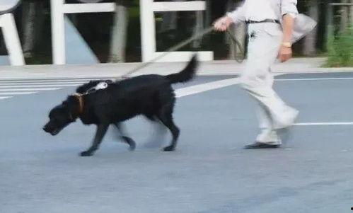 网友爆料遛狗视频大全图片,遛狗视频大全，萌宠日常欢乐多  第1张